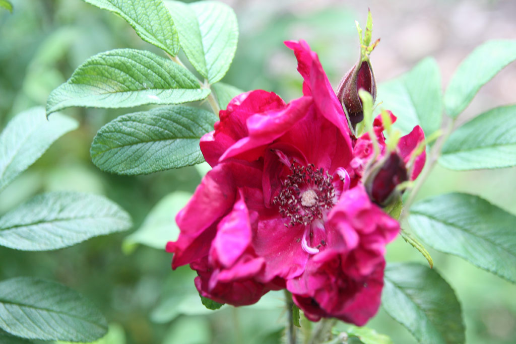 růže Rotes Phaenomen