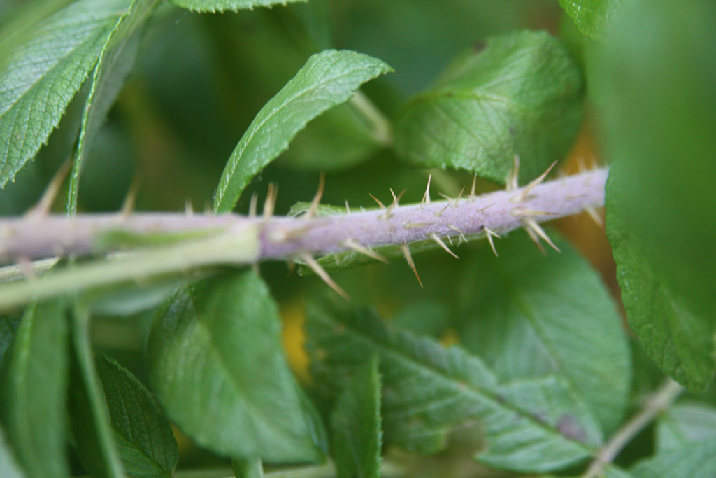 růže Rotes Phaenomen