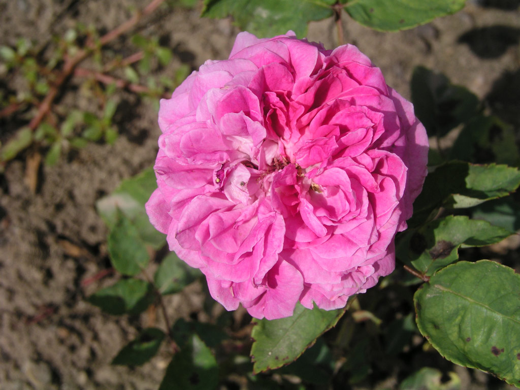 růže Rotkppchen (Geschwind)