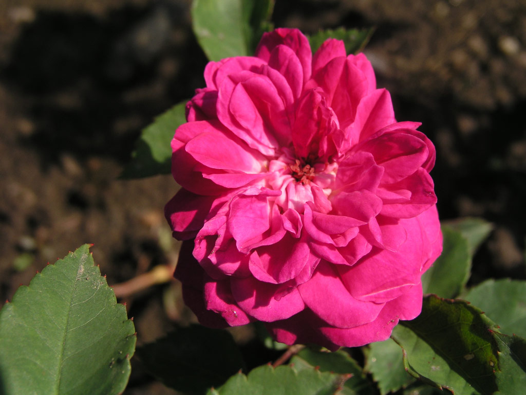 růže Rotkppchen (Geschwind)