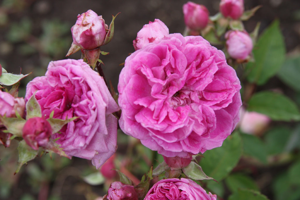 růže Rotkppchen (Geschwind)