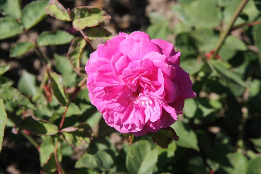 růže Rotkppchen (Geschwind)