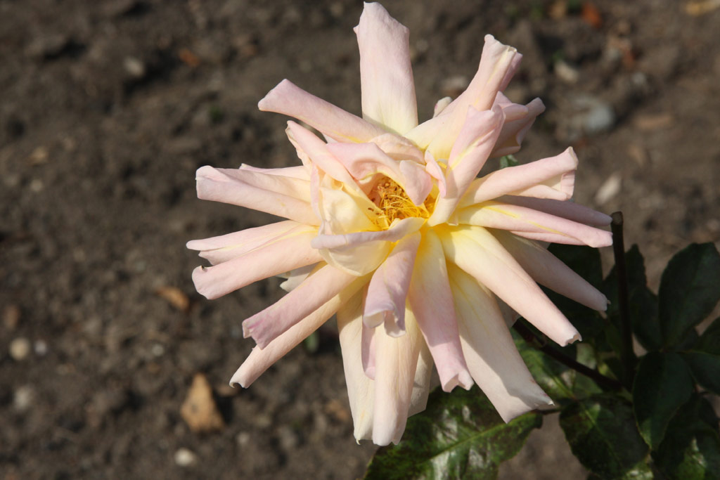 růže Roxana (Dickson)