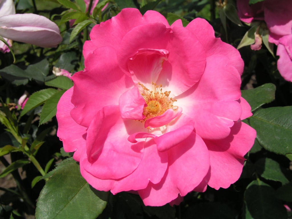 růže Roy at Mondain