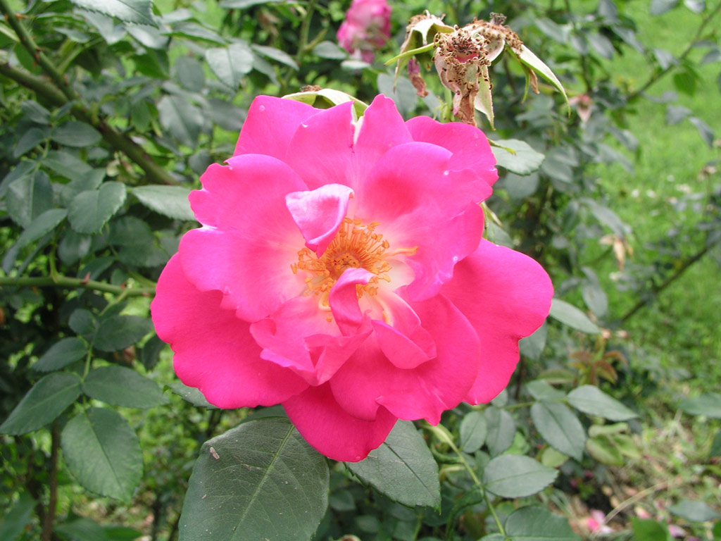 růže Roy at Mondain