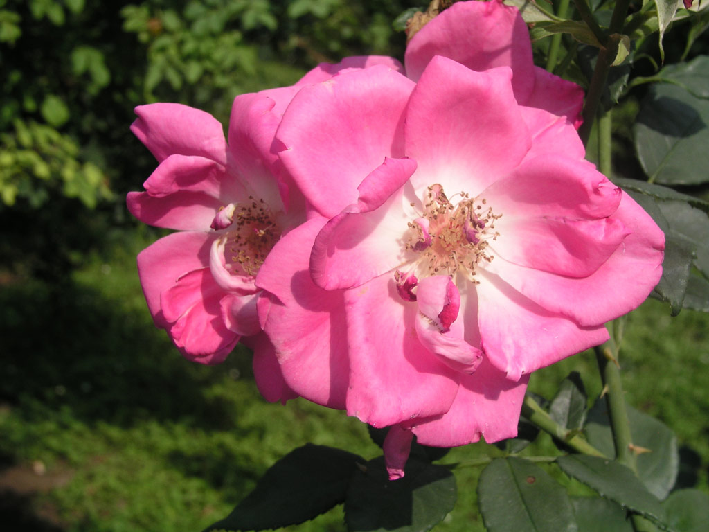 růže Roy at Mondain