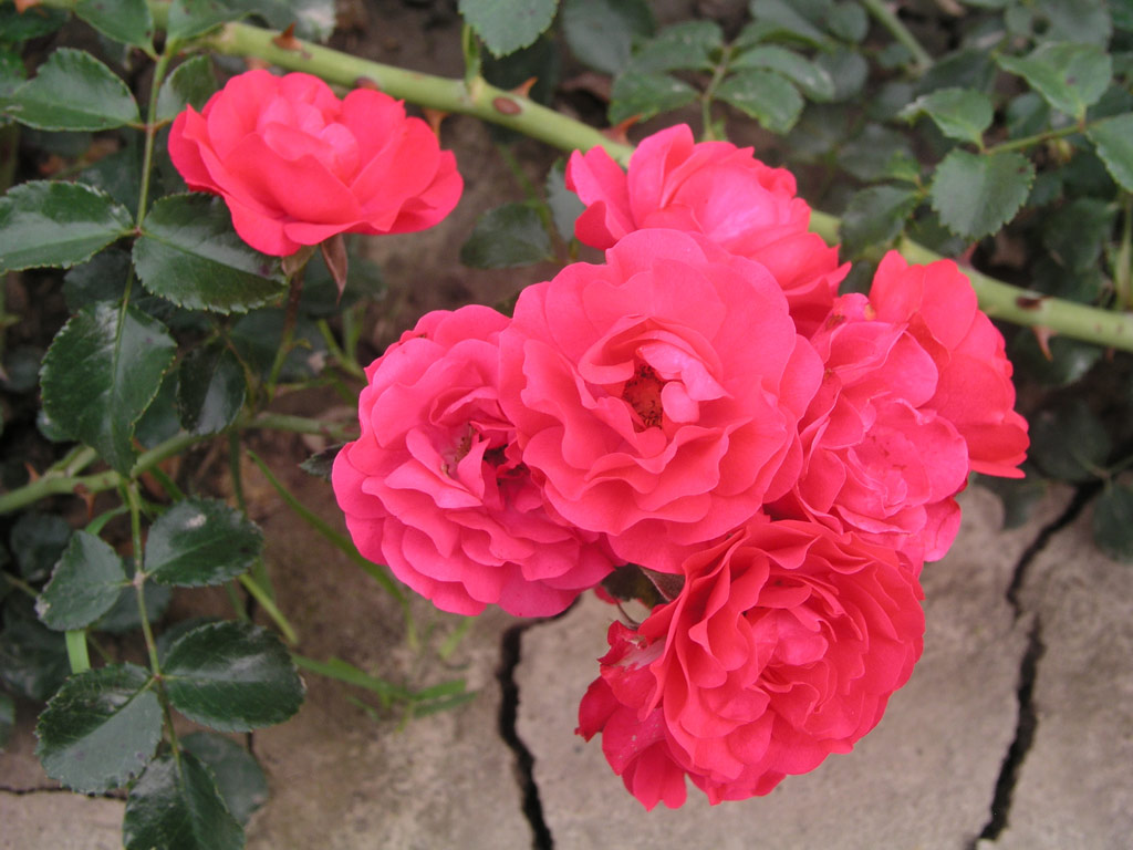 růže Royal Bambino