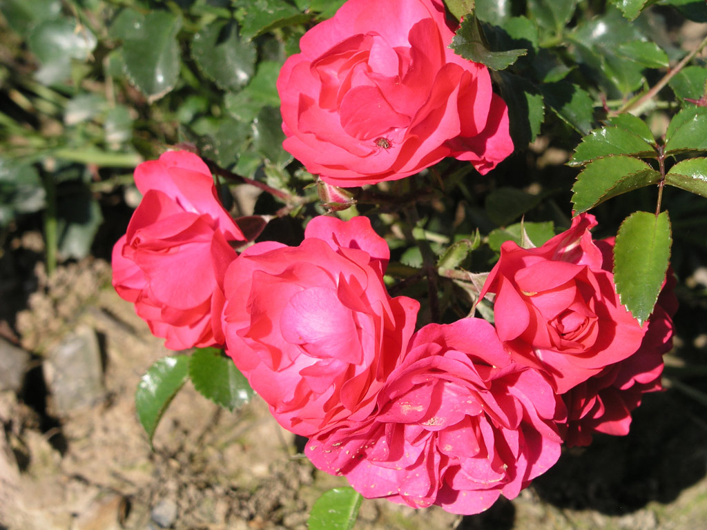 růže Royal Bambino