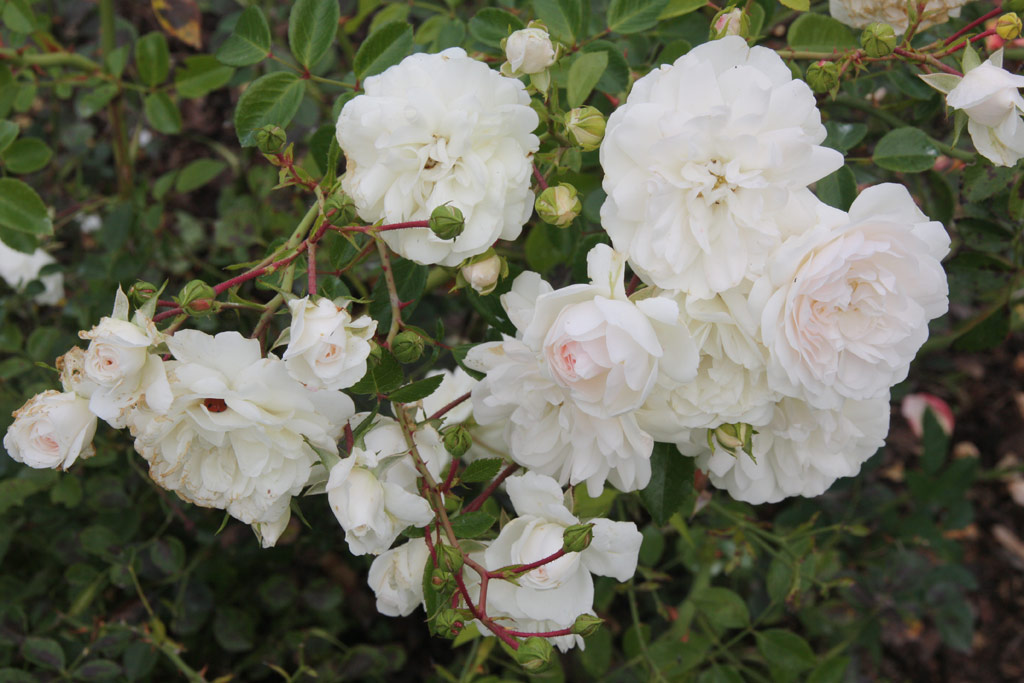 růže Royal Dossing