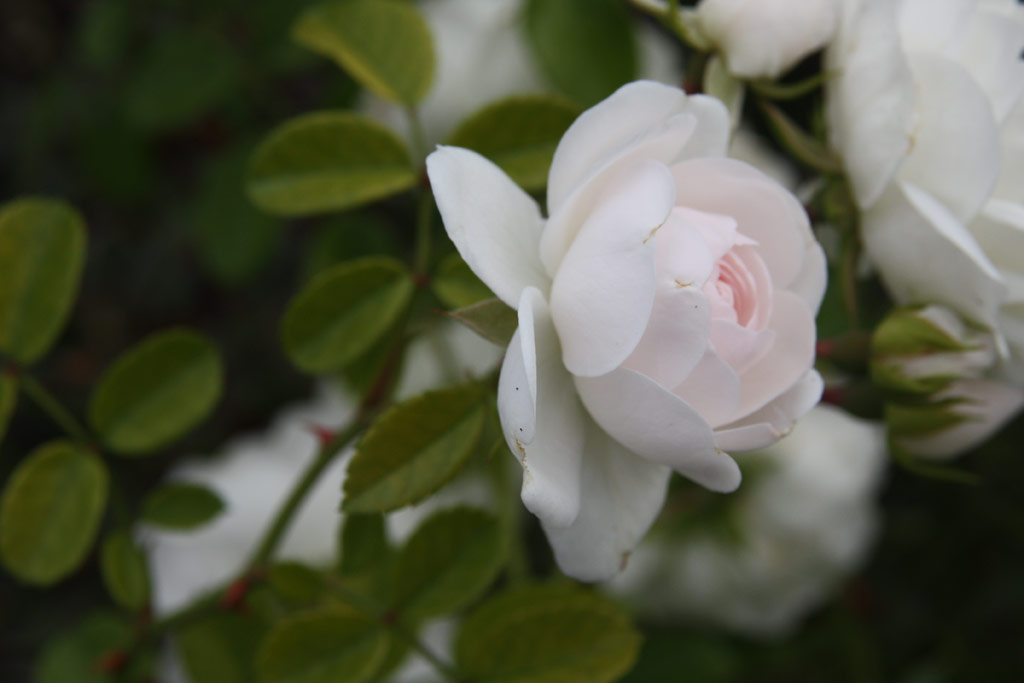 růže Royal Dossing