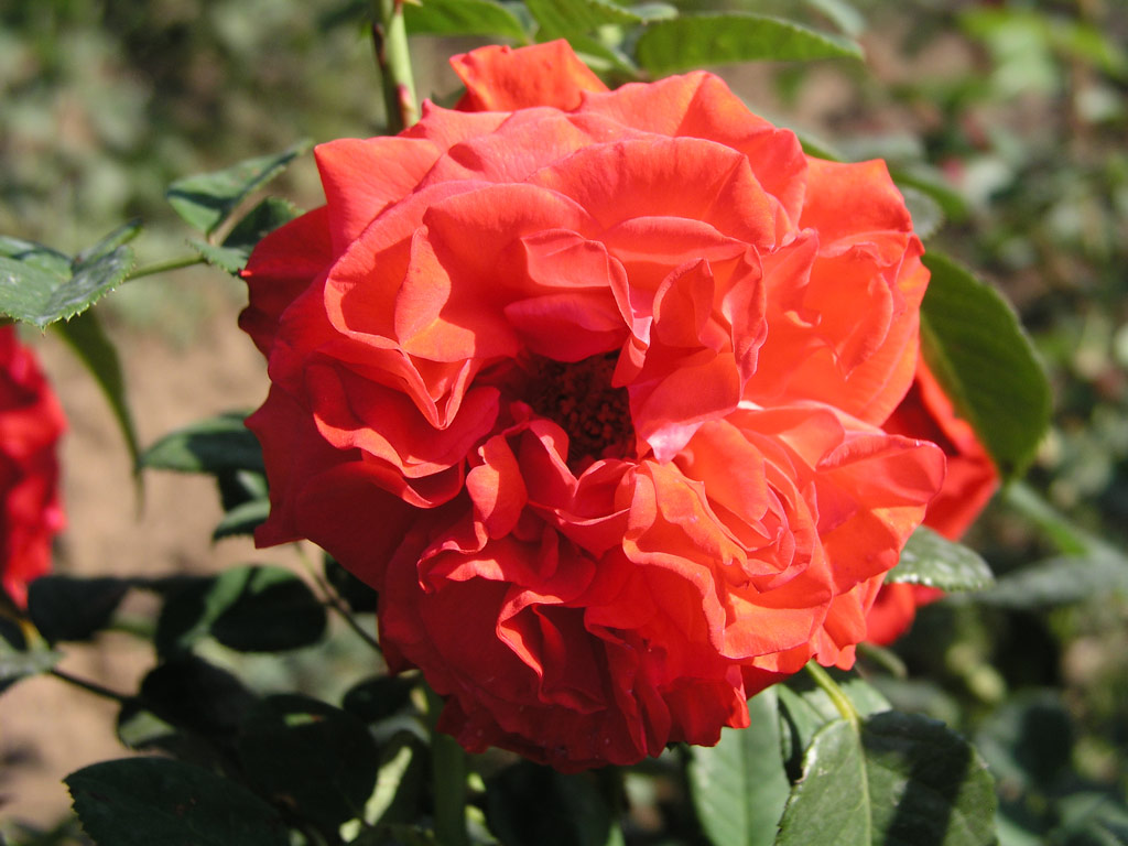 růže Royal Grimpant