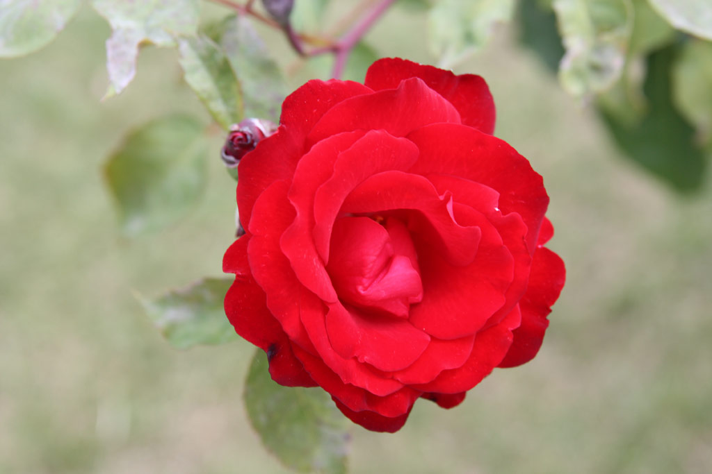 růže Royal Schose