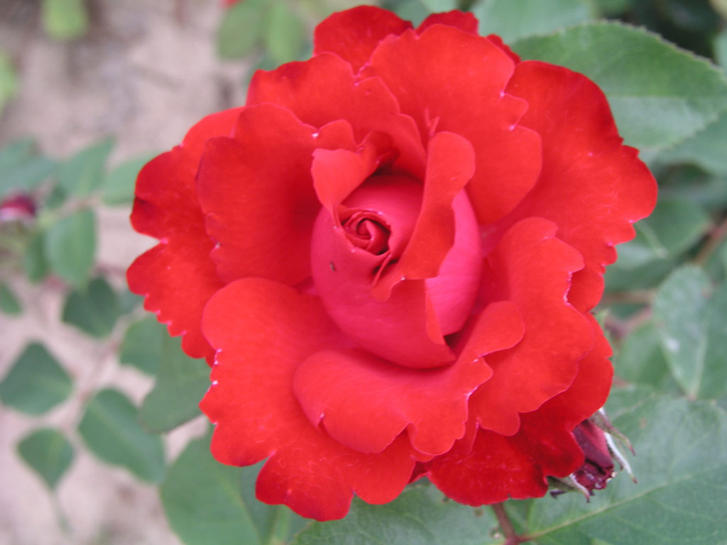 růže Royal Show (Gregory)