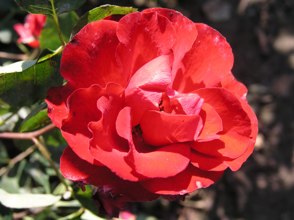 růže Royal Show (Gregory)