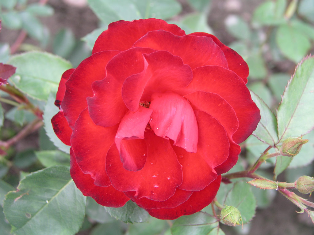 růže Royal Show (Gregory)