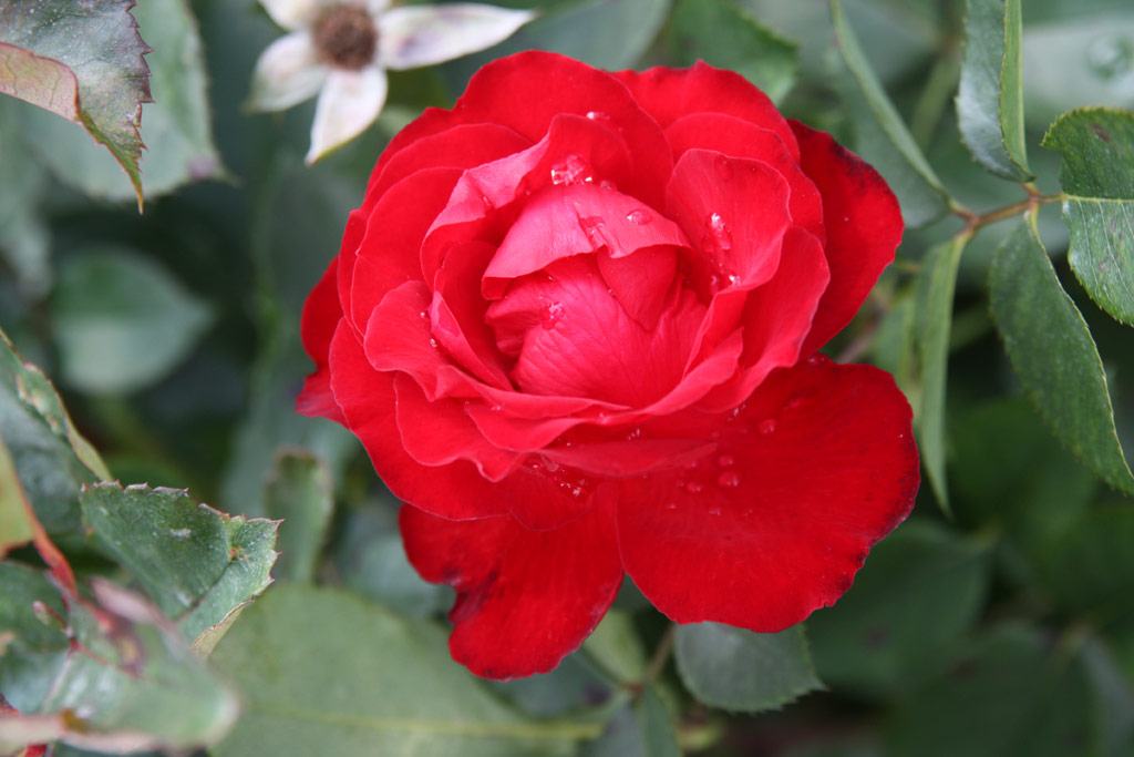 růže Royal Show (Gregory)