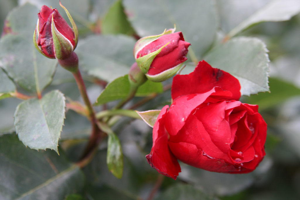 růže Royal Show (Gregory)