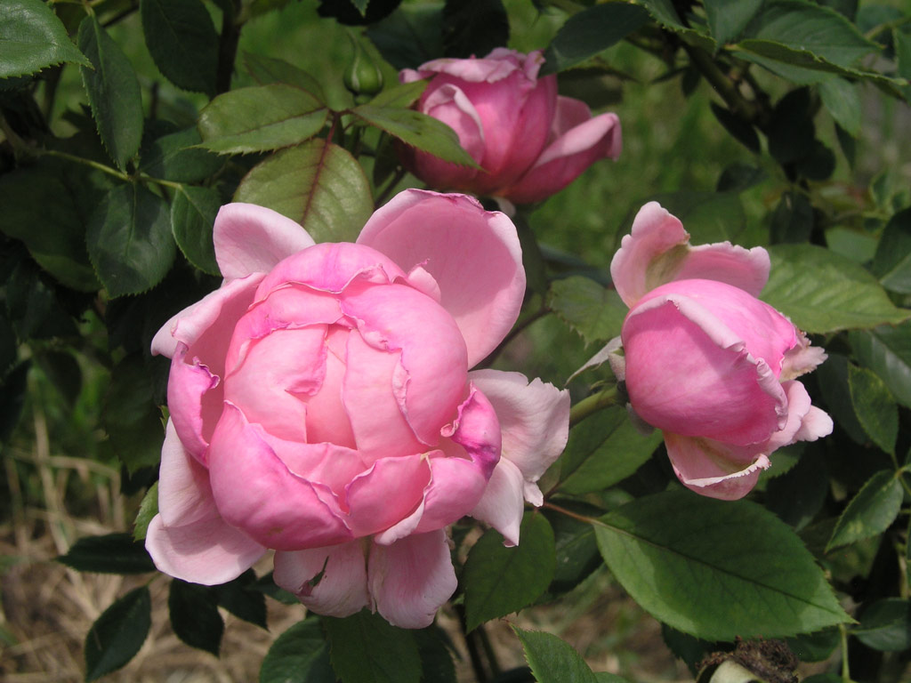 růže Royal Show (Meilland)