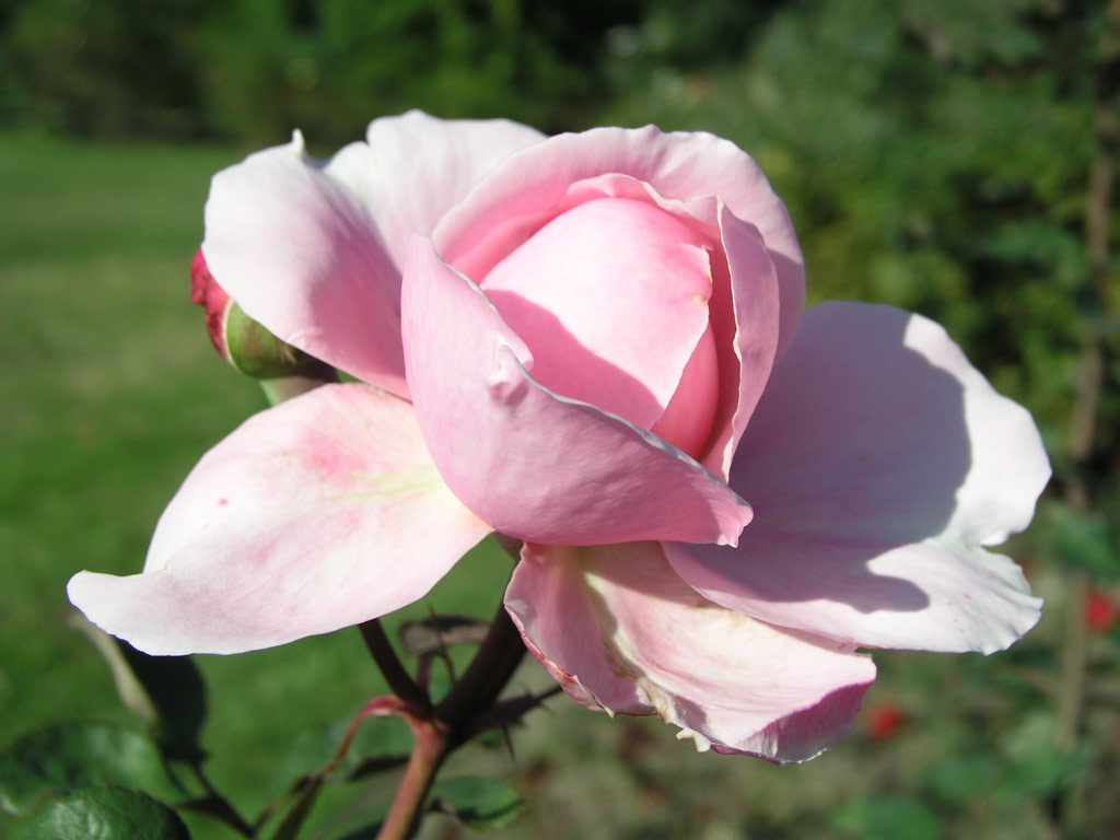 růže Royal Show (Meilland)