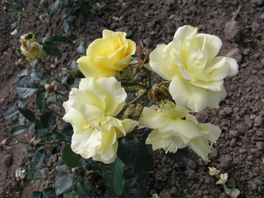 růže Rudolf Schmidt Jubil�um Rose