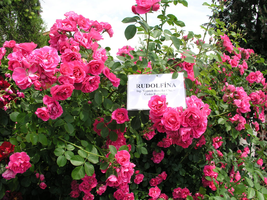 růže Rudolfna