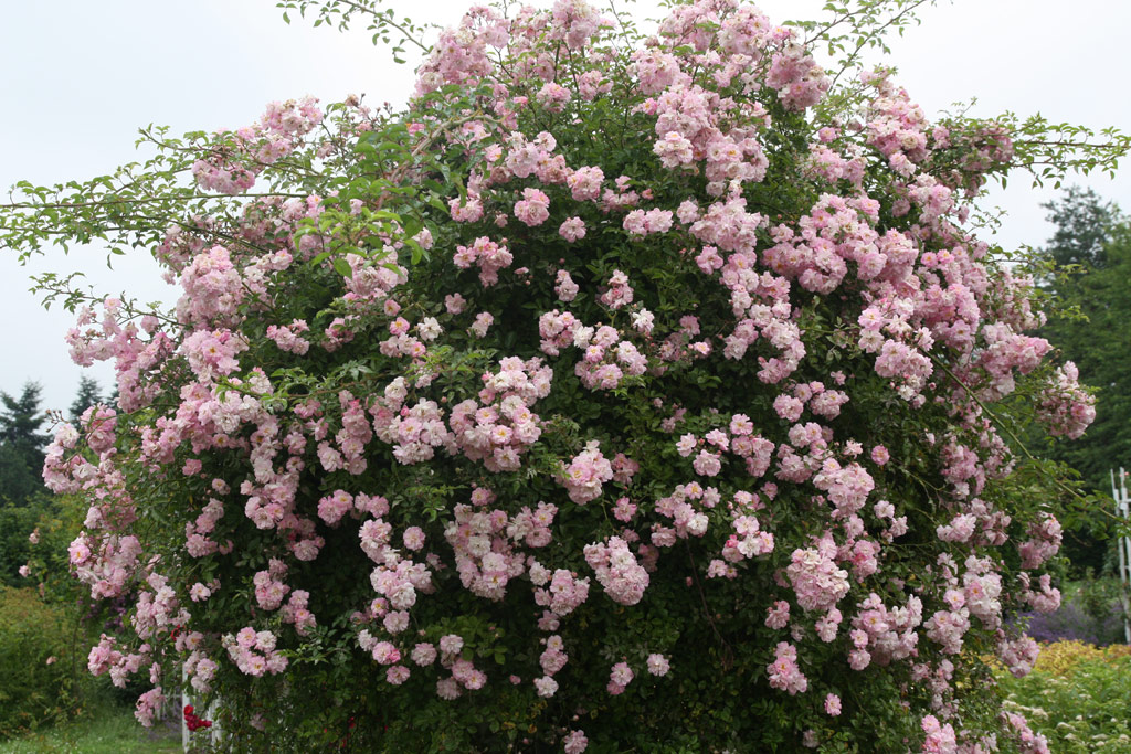 růže Rusalka (Chotobus)