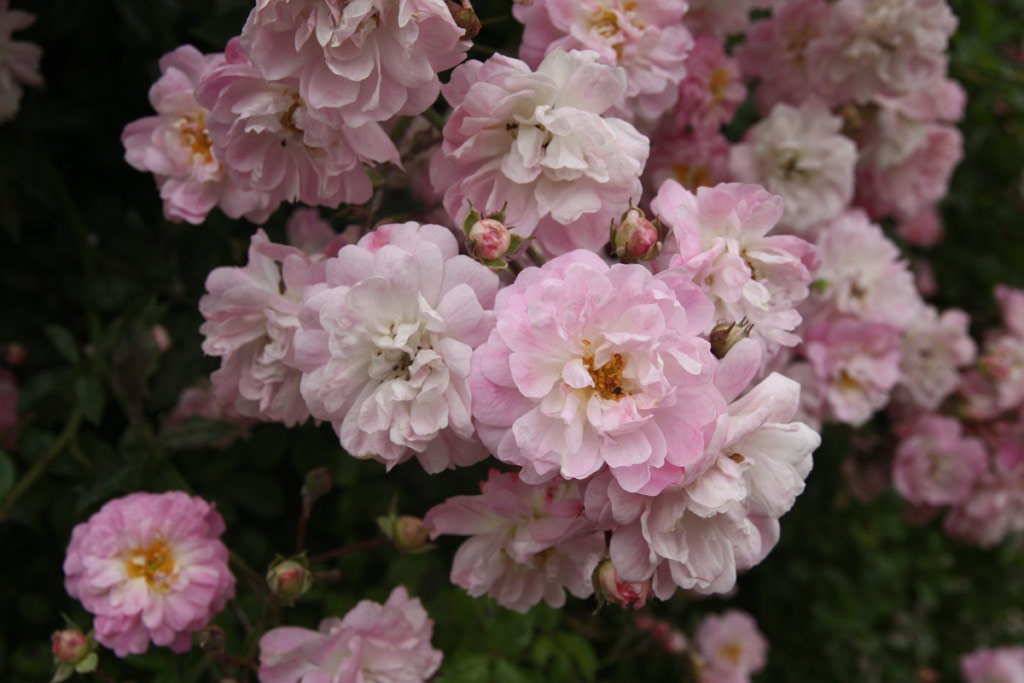 růže Rusalka (Chotobus)