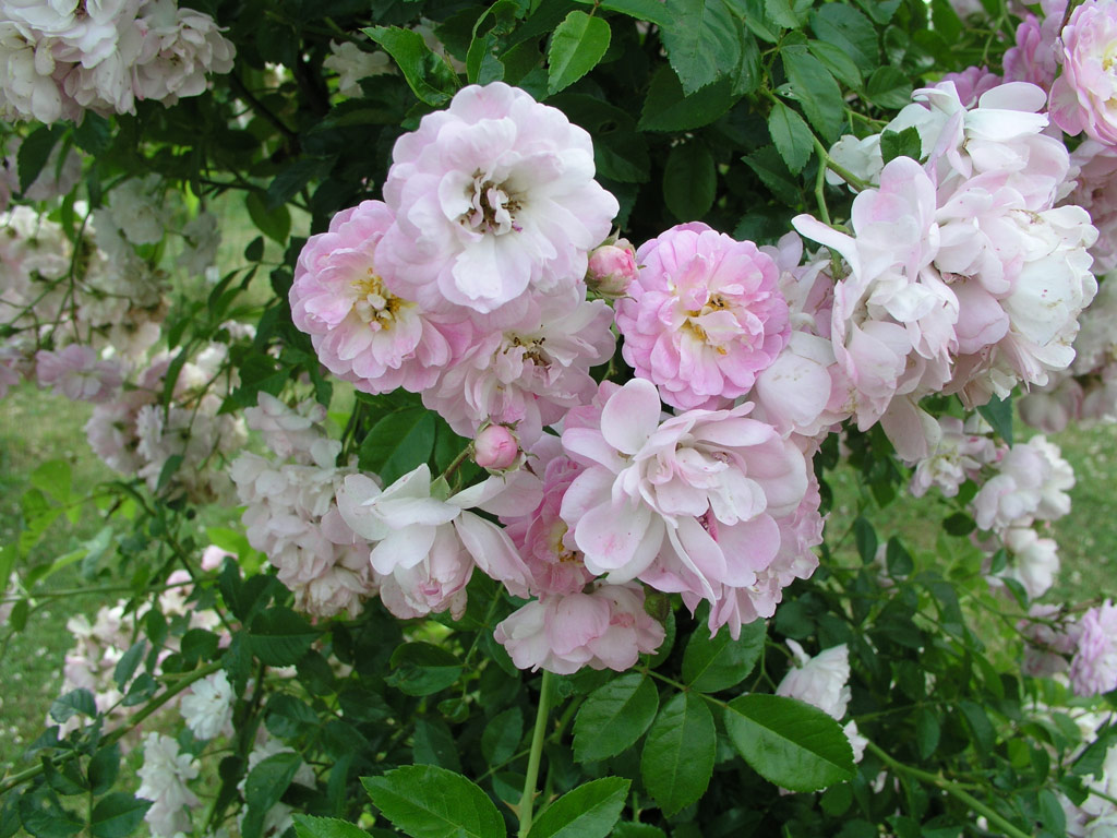 růže Rusalka (Chotobus)