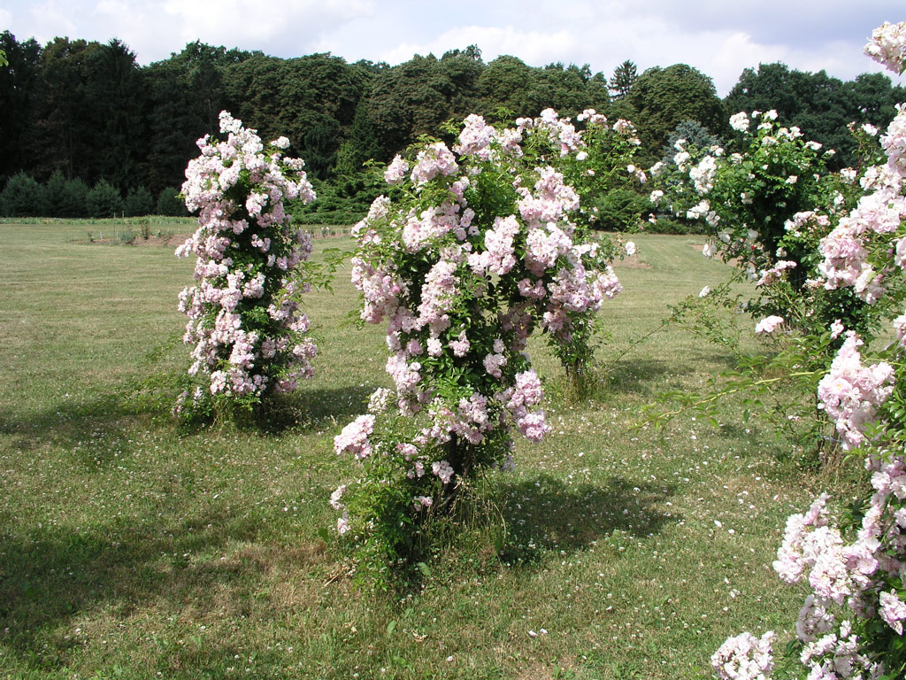 růže Rusalka (Chotobus)