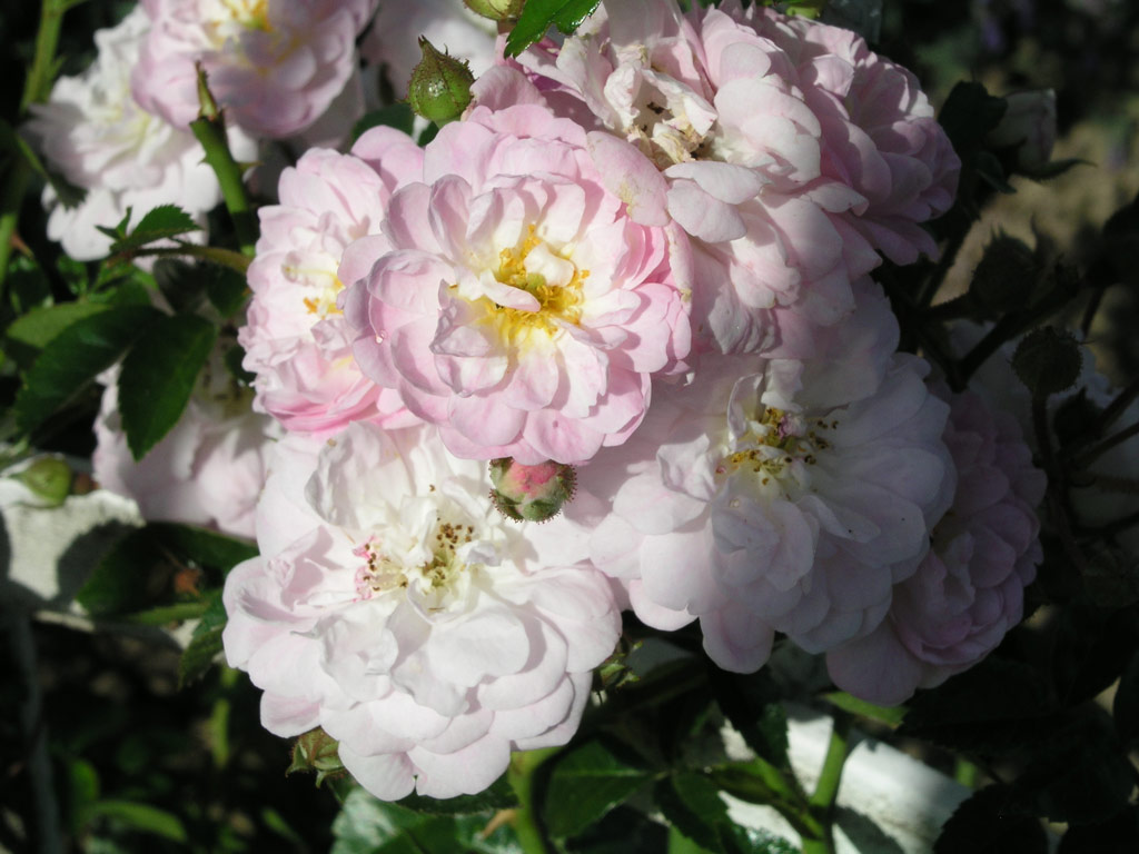 růže Rusalka (Chotobus)