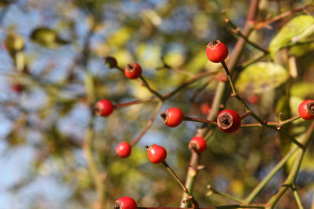růže Rusalka (Chotobus)