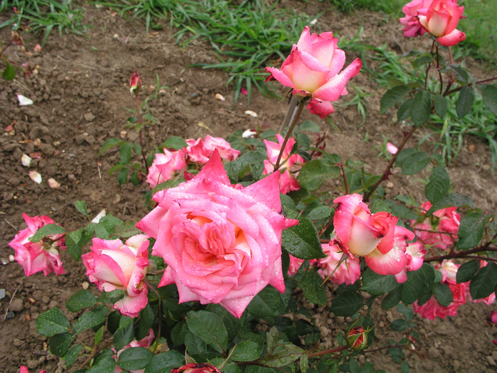 růže Ruskaja Krasavica