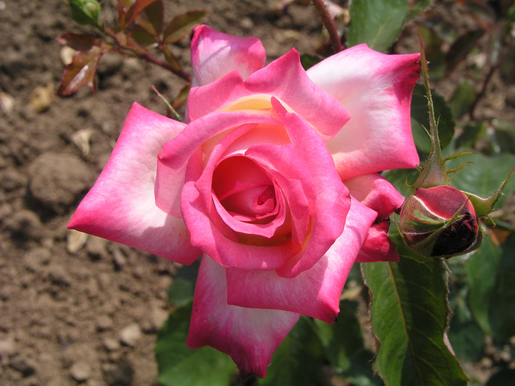 růže Ruskaja Krasavica