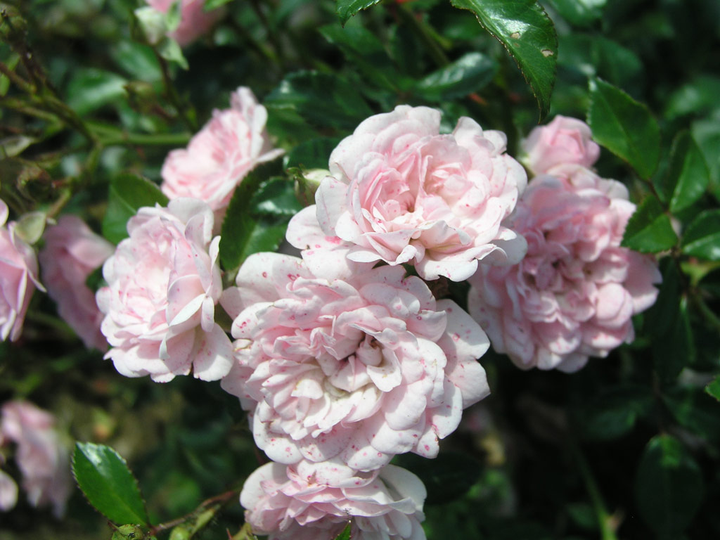 růže R?ov Princezna*