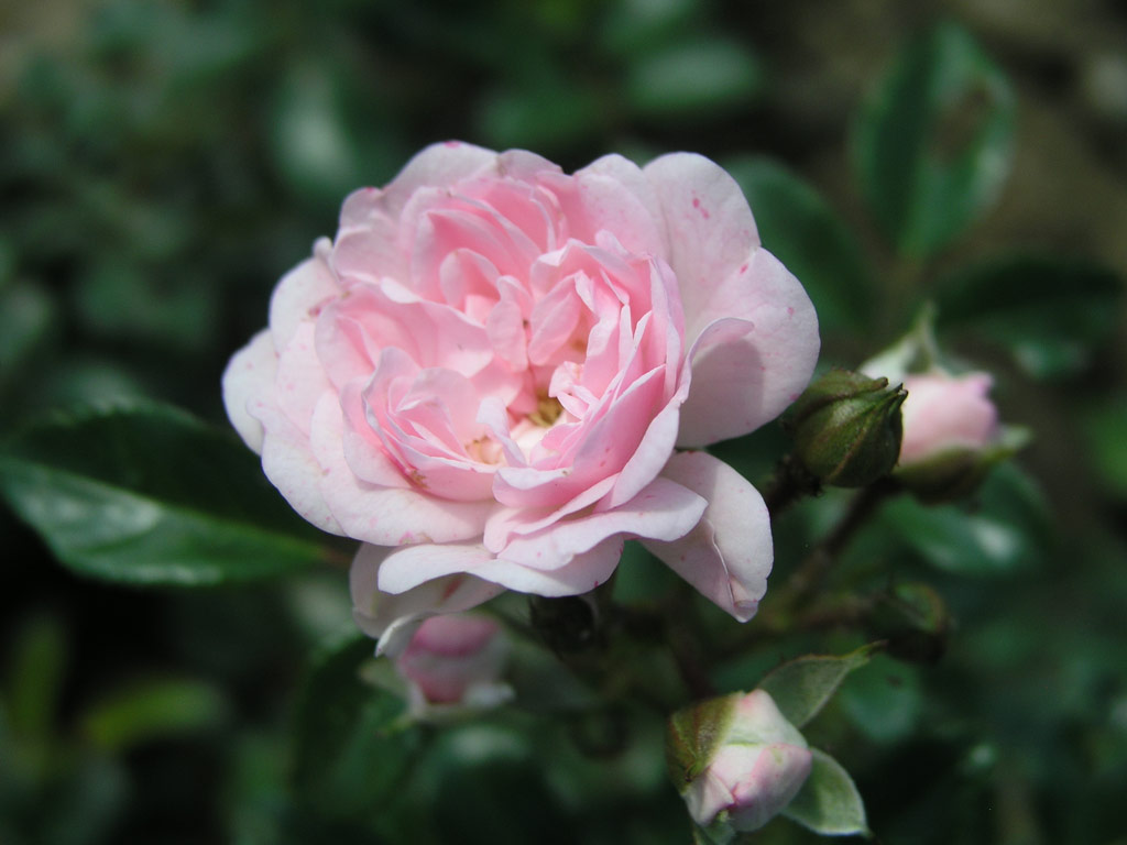 růže R?ov Princezna*