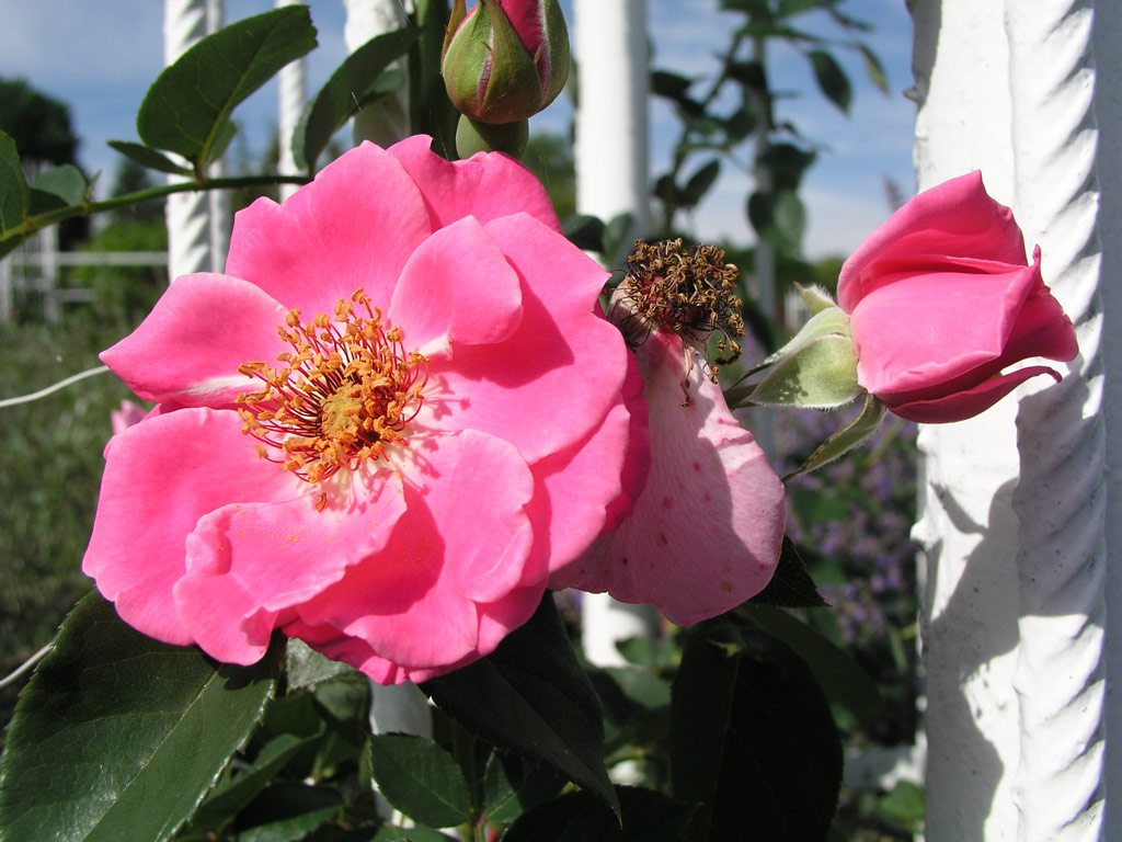 růže Rythm and Blues