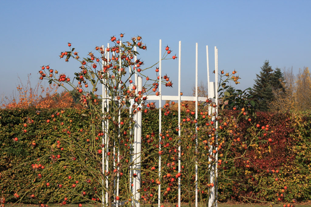 růže Rythm and Blues