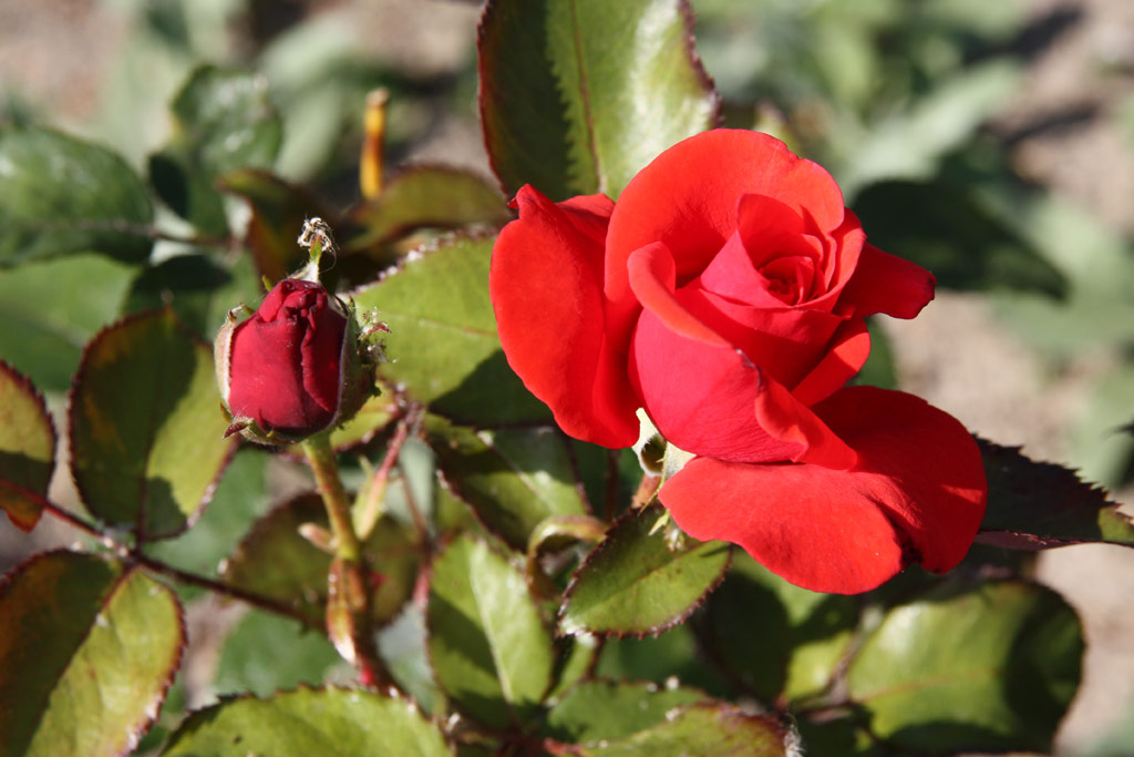 růže Saarlandwelle