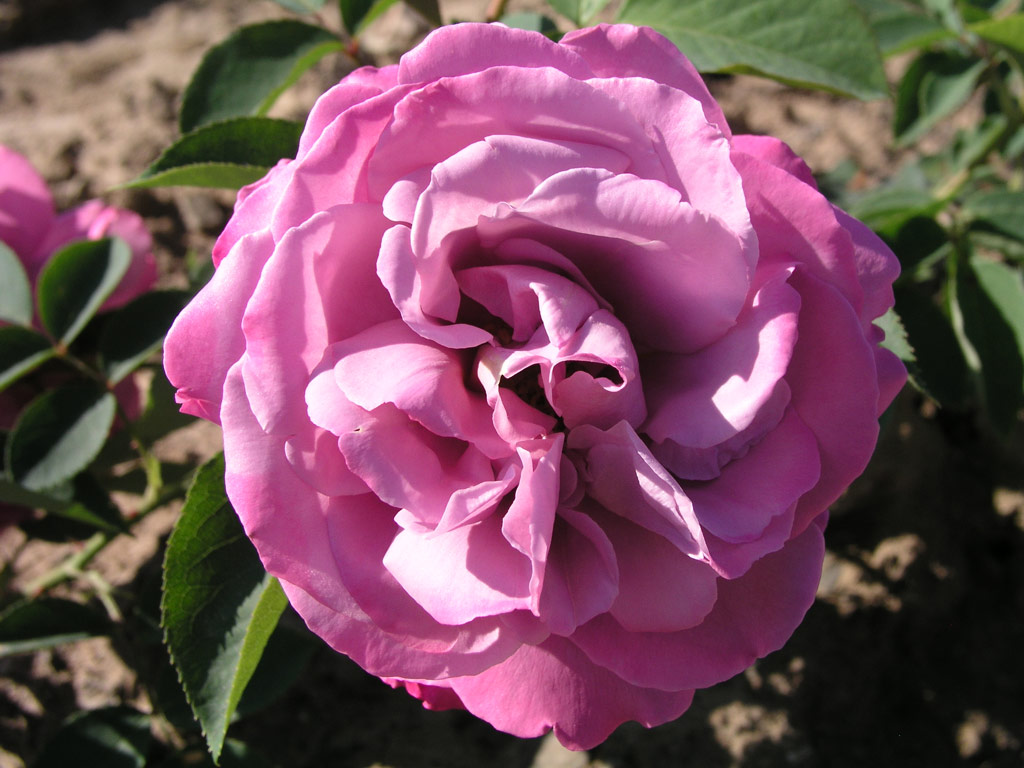 růže Saint Exupery