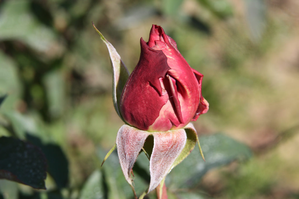 růže Saint Exupery