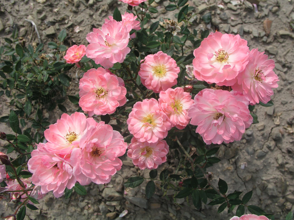 růže Saint Valentin