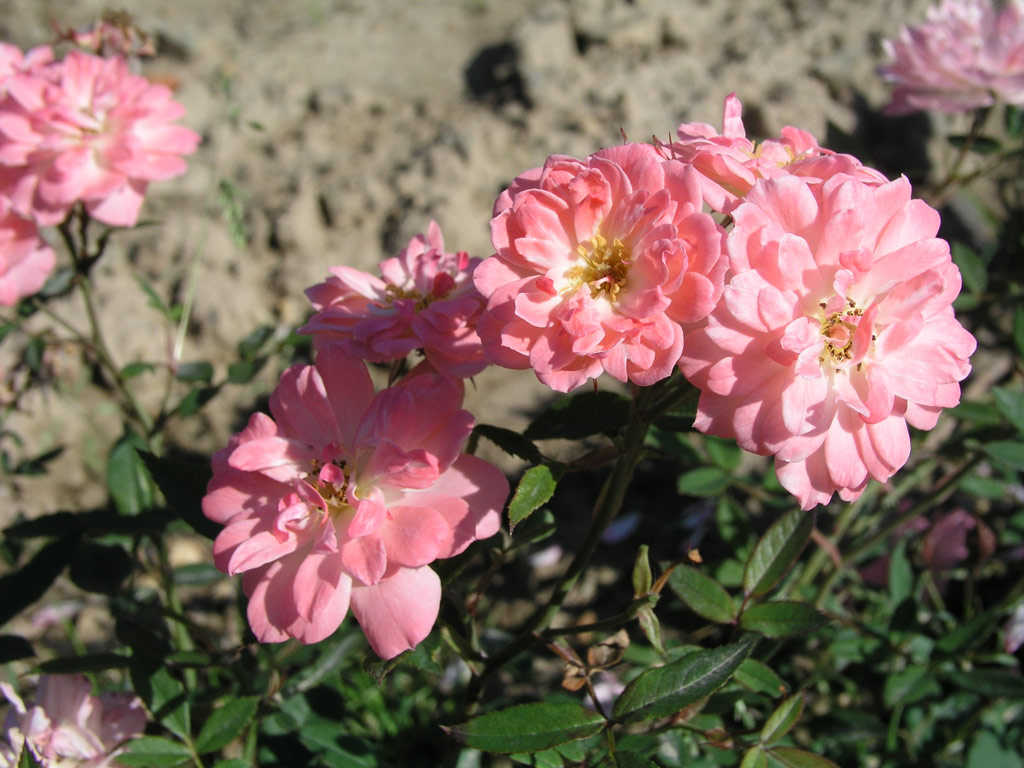 růže Saint Valentin