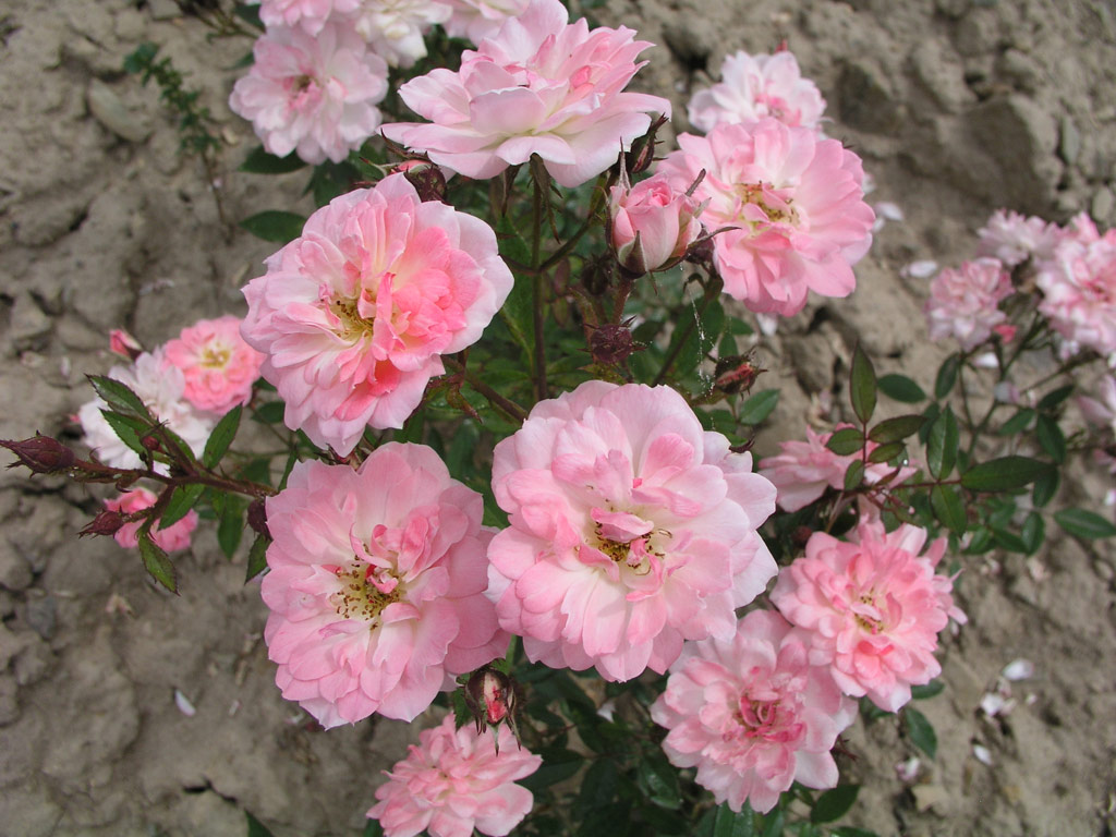 růže Saint Valentin