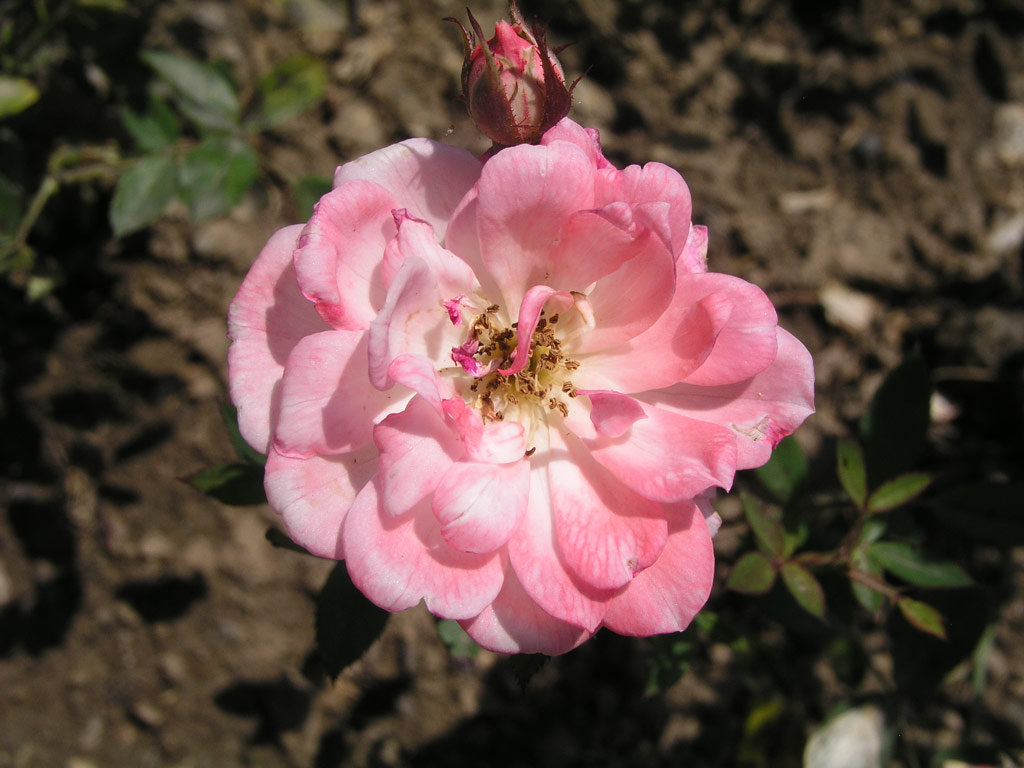 růže Saint Valentin