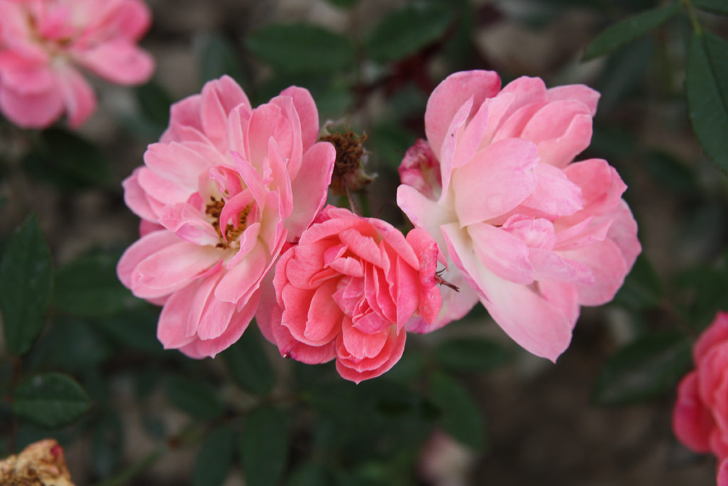 růže Saint Valentin