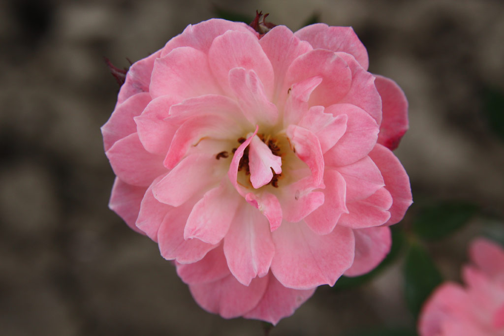 růže Saint Valentin