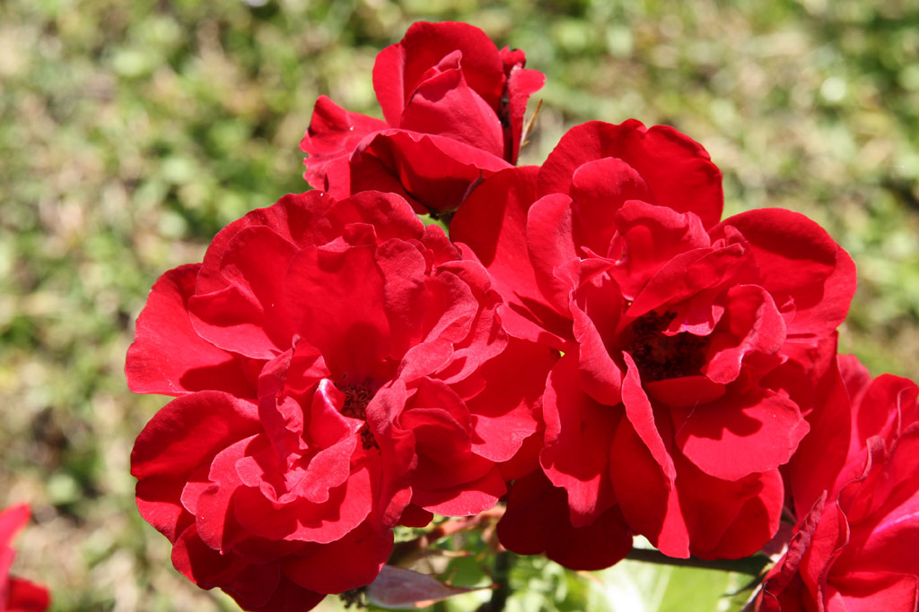 růže Saint Vincent