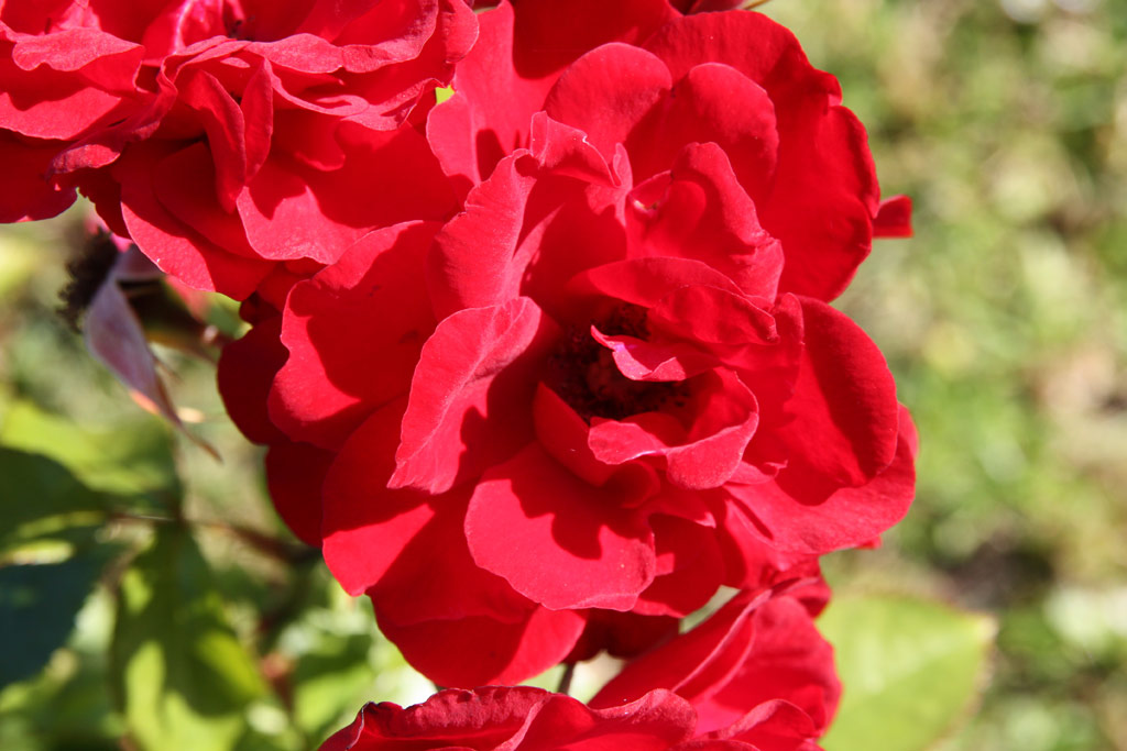 růže Saint Vincent