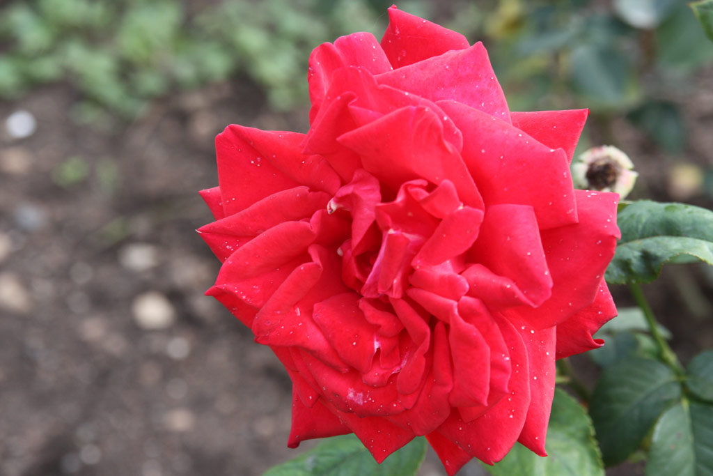 růže Saint Vincent