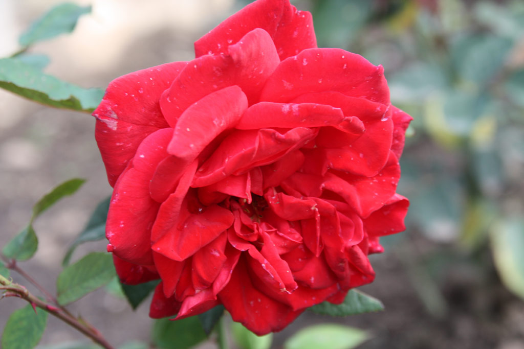 růže Saint Vincent